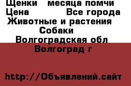 Щенки 4 месяца-помчи › Цена ­ 5 000 - Все города Животные и растения » Собаки   . Волгоградская обл.,Волгоград г.